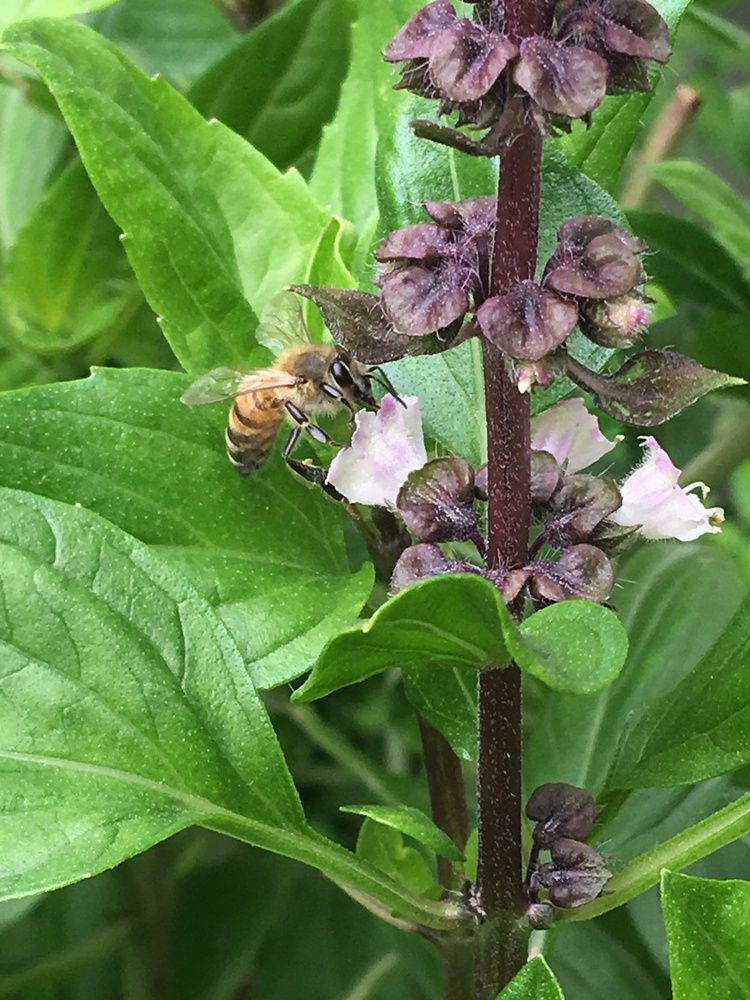 Photograph by Prasad babu Geddam