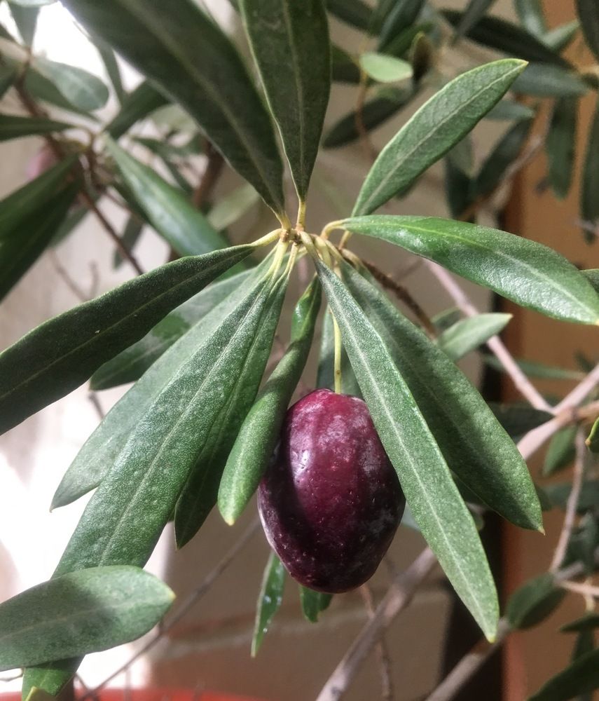 Photograph by Prasad babu Geddam