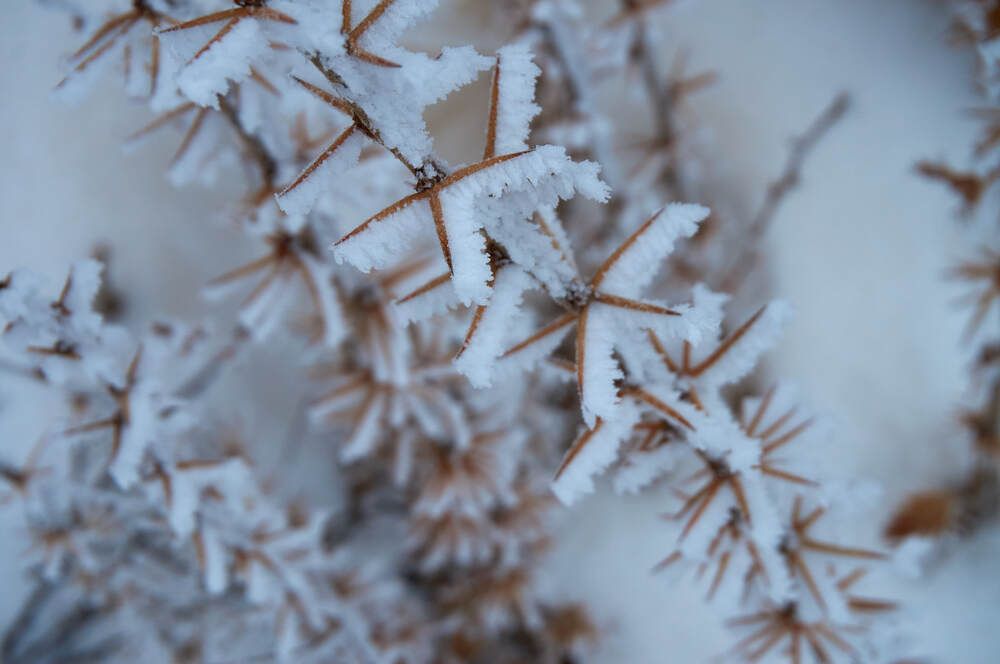 Photograph by Dana Korolkova