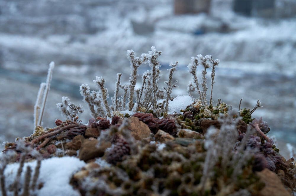 Photograph by Dana Korolkova