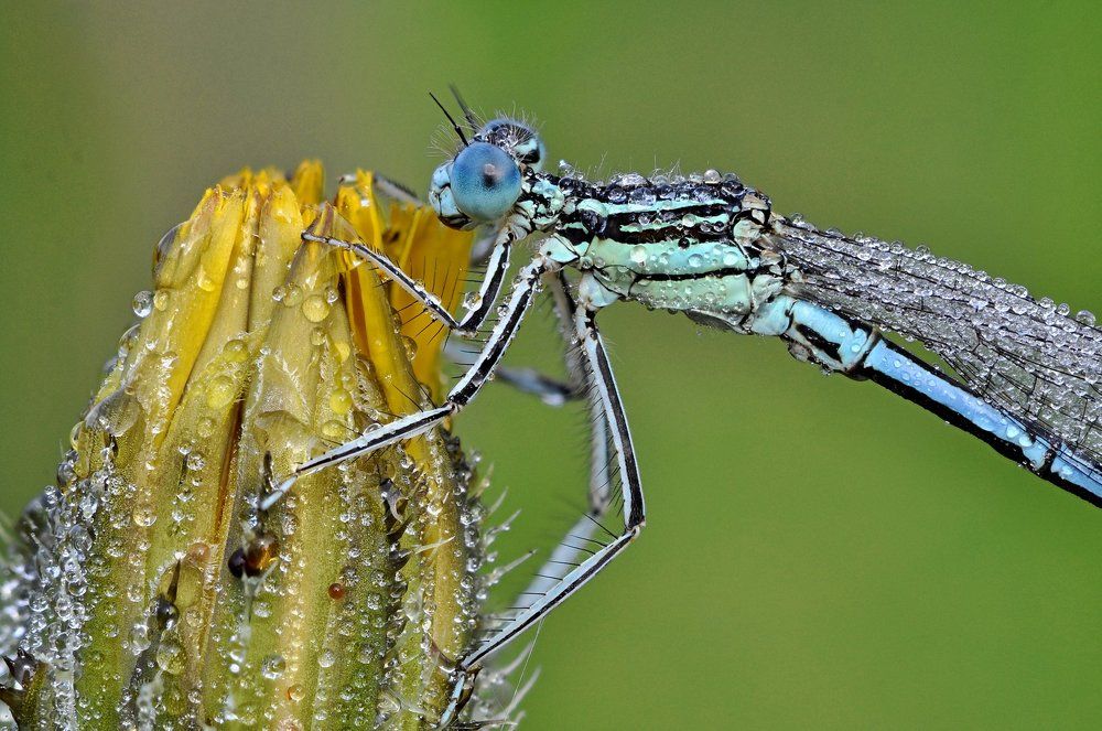 Agrion dans la rosée du matin