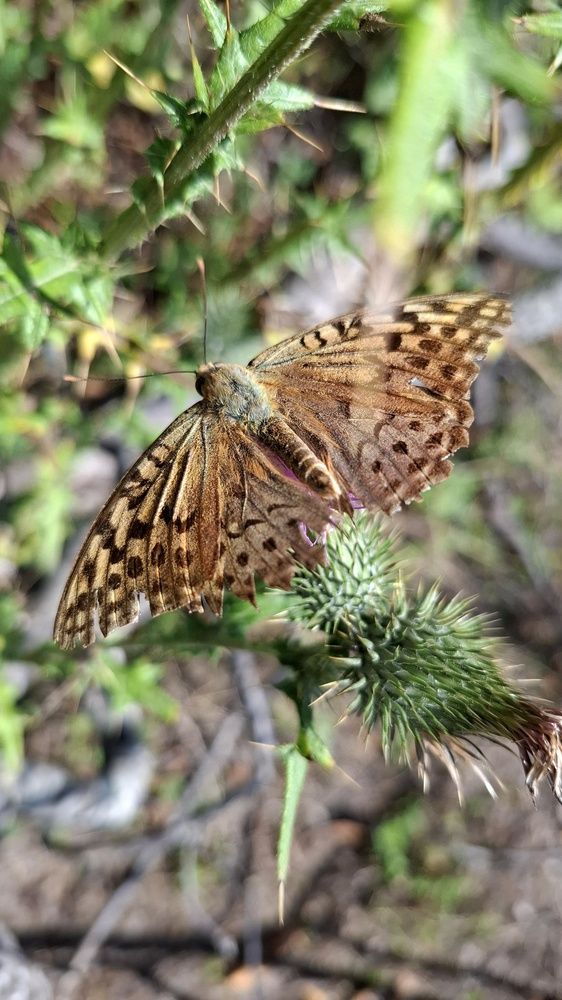 پروانه‌ای در گذر زمان  A Butterfly Through Time