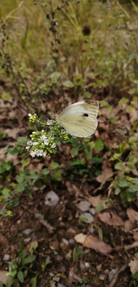 آرامش پروانه ای
