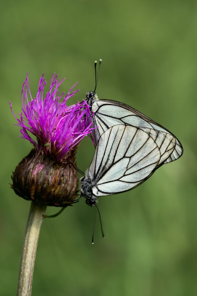 Фотография автора Yulia