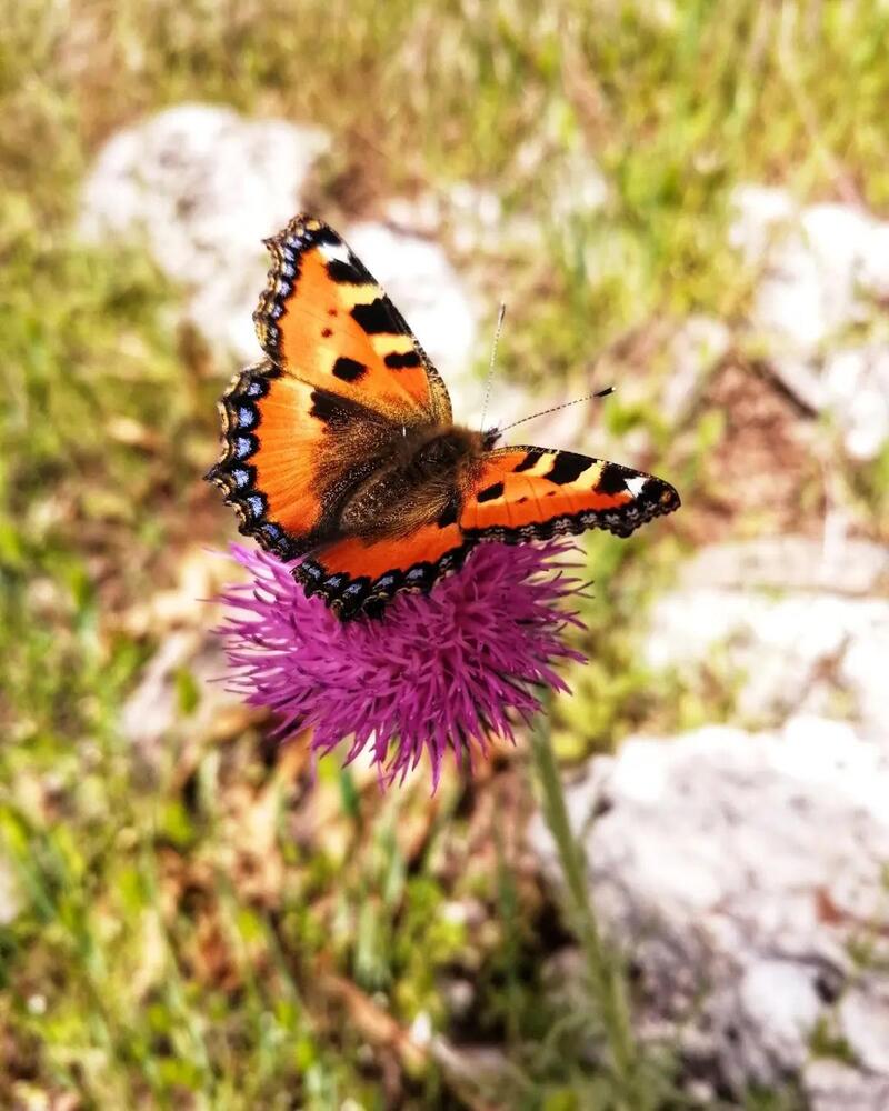 رقص رنگ ها با پرواز پروانه ها در طبیعت