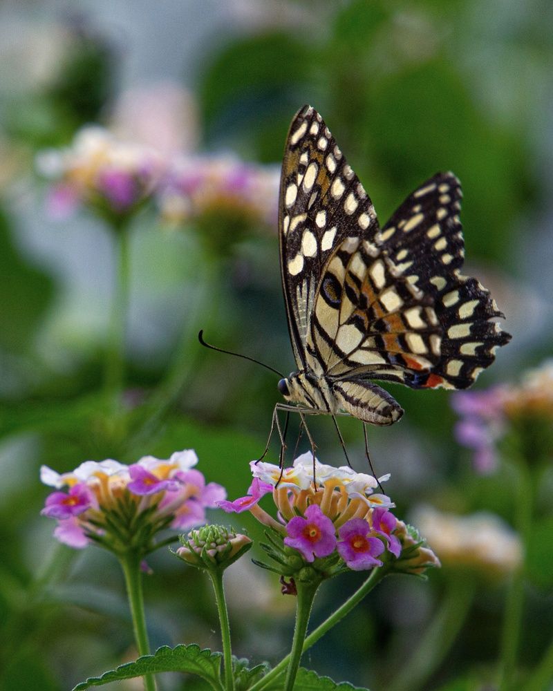 Фотография автора Екатерина Першина