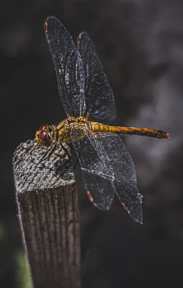 Photograph by Юлия