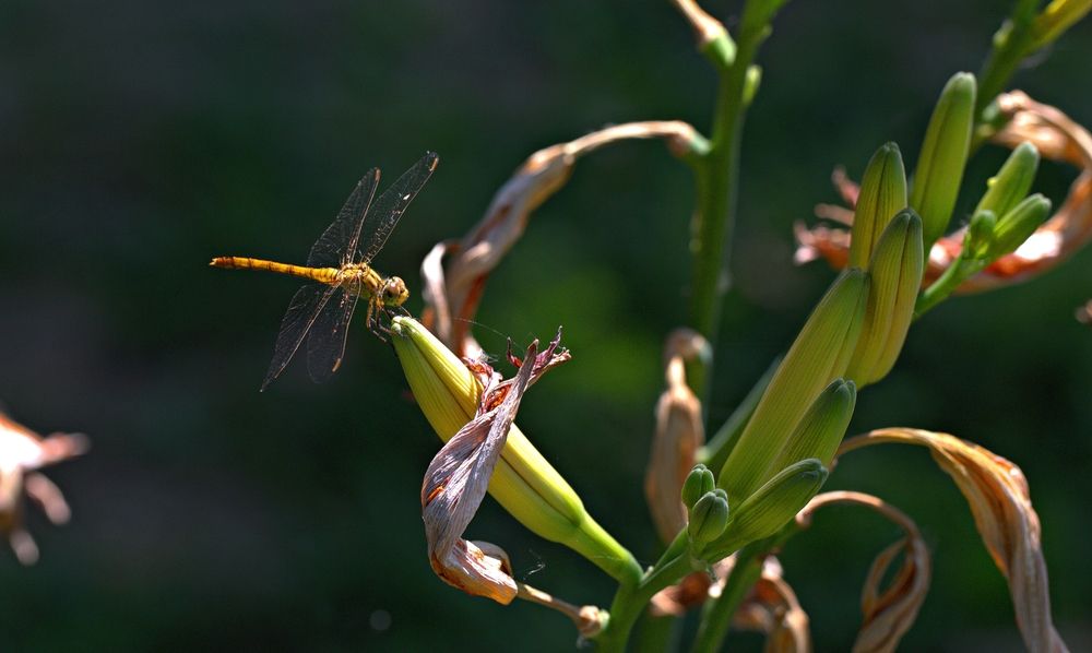 Фотография автора Владимир Кулешов