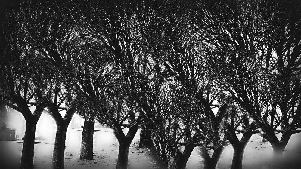 Дремучий лес