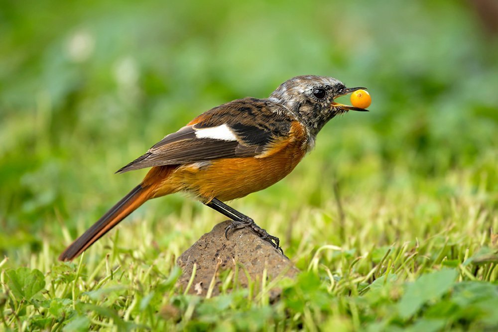 C облепихой