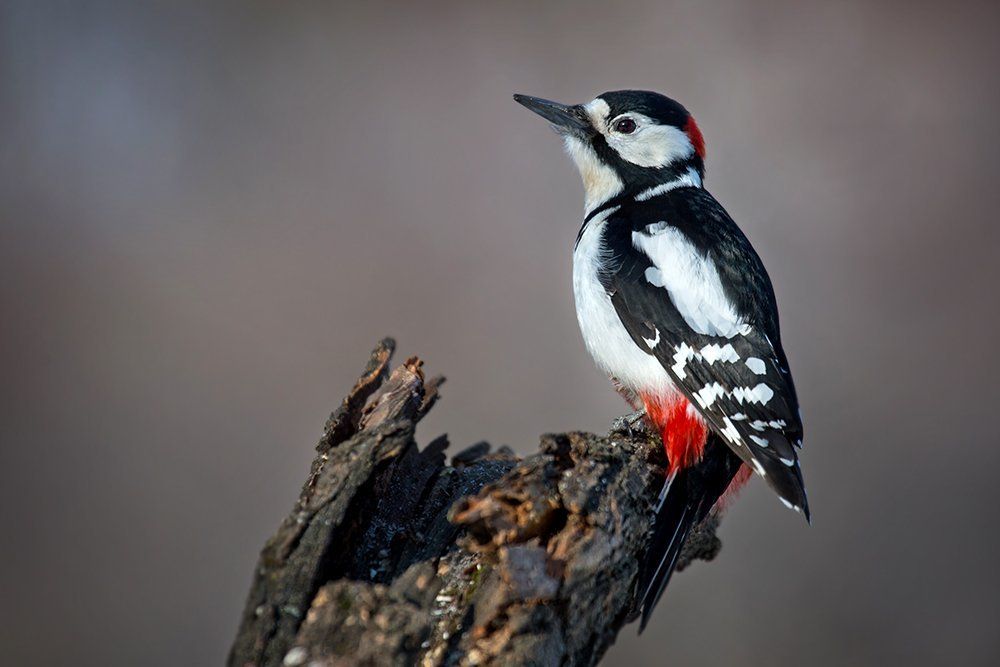 Большой пестрый