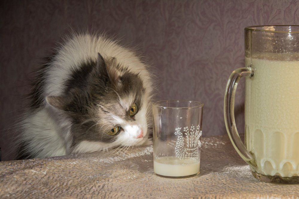 Любопытство