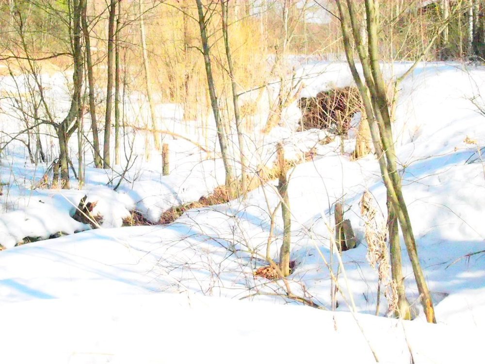 весеннее солнце