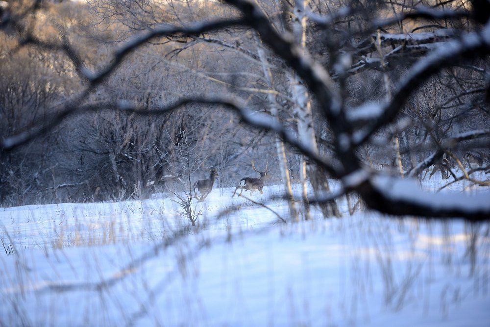 Олений перевал.