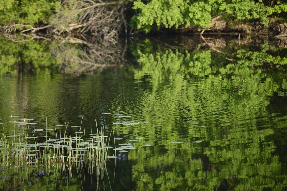 Рыбий дейсткий садик