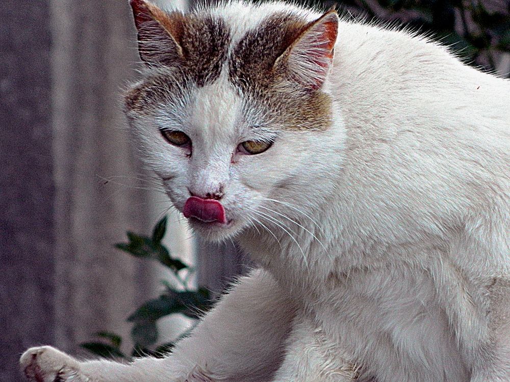 Фотография автора Сергей Рапопорт