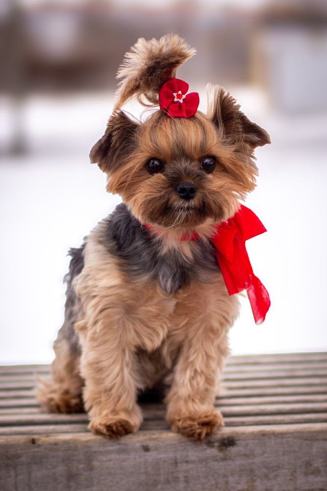 Фотография автора Илья Антипов