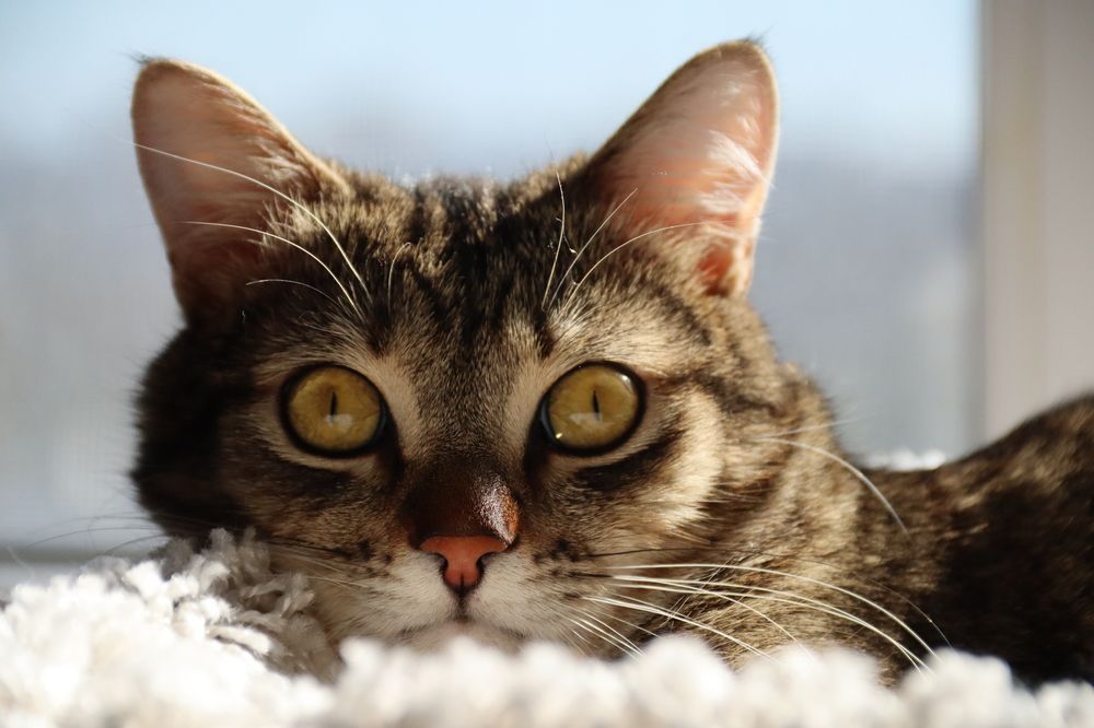 Фотография автора Ксения Золотарь