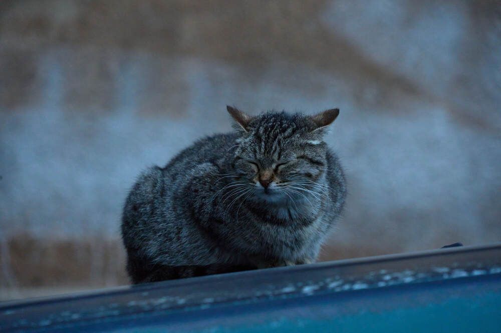 Photograph by Dana Korolkova