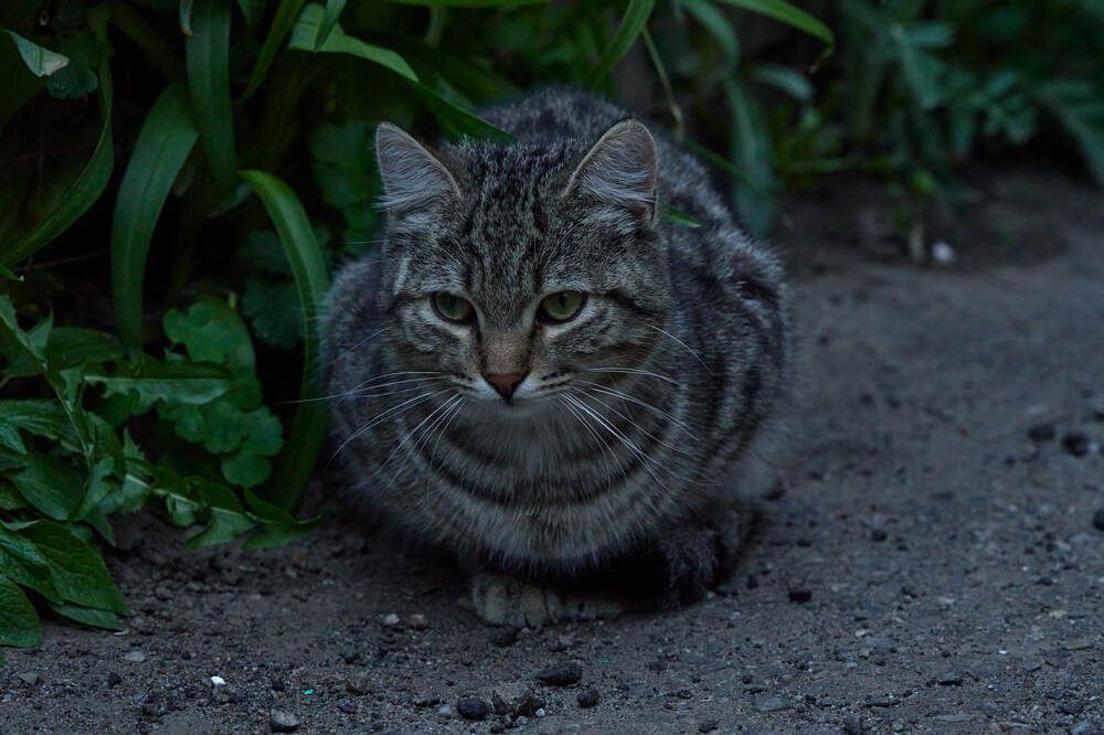 Photograph by Dana Korolkova