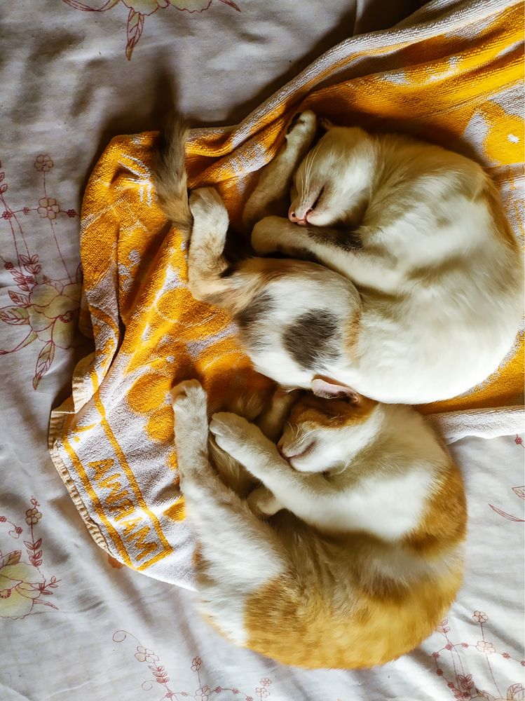 Photograph by Alaa Wahba