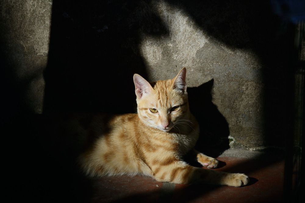 Photograph by Bùi Nguyễn