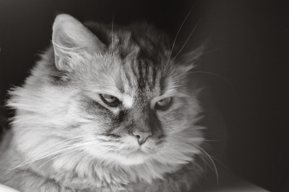 Рыбов не дали...