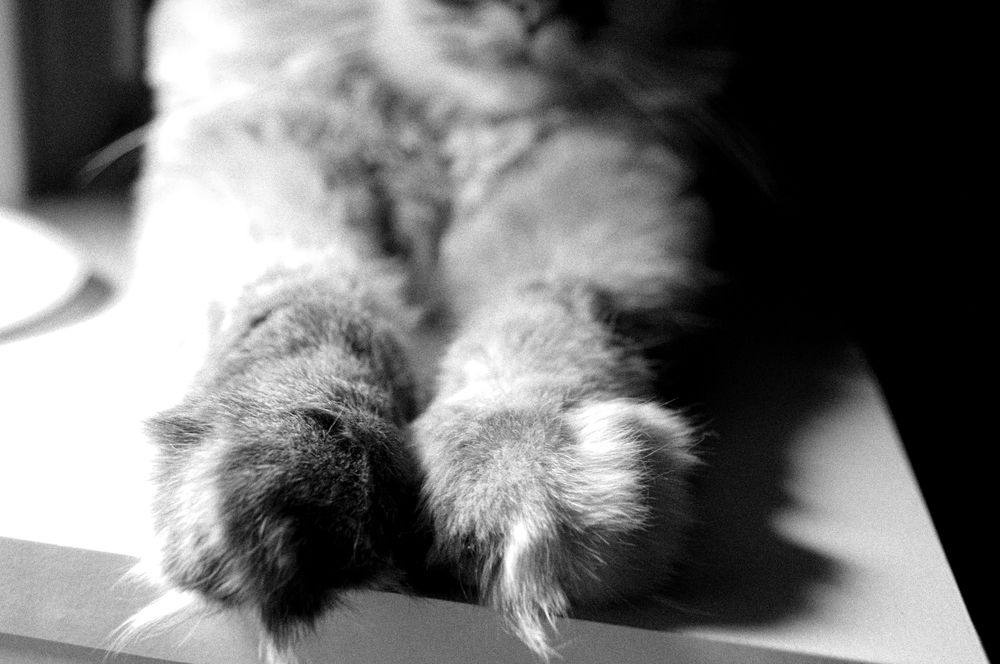 У меня лапки