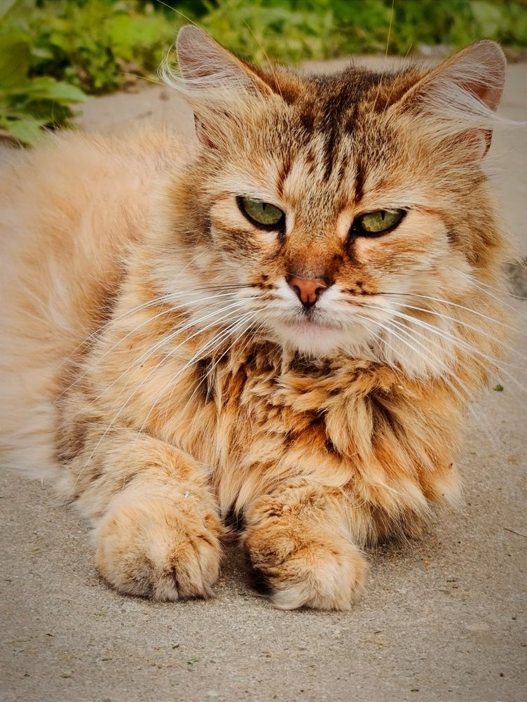 Фотография автора Светлана Таркан