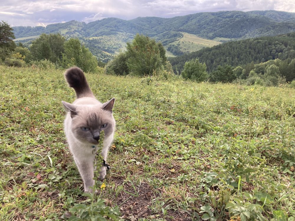 Photograph by Наталья Пасечко