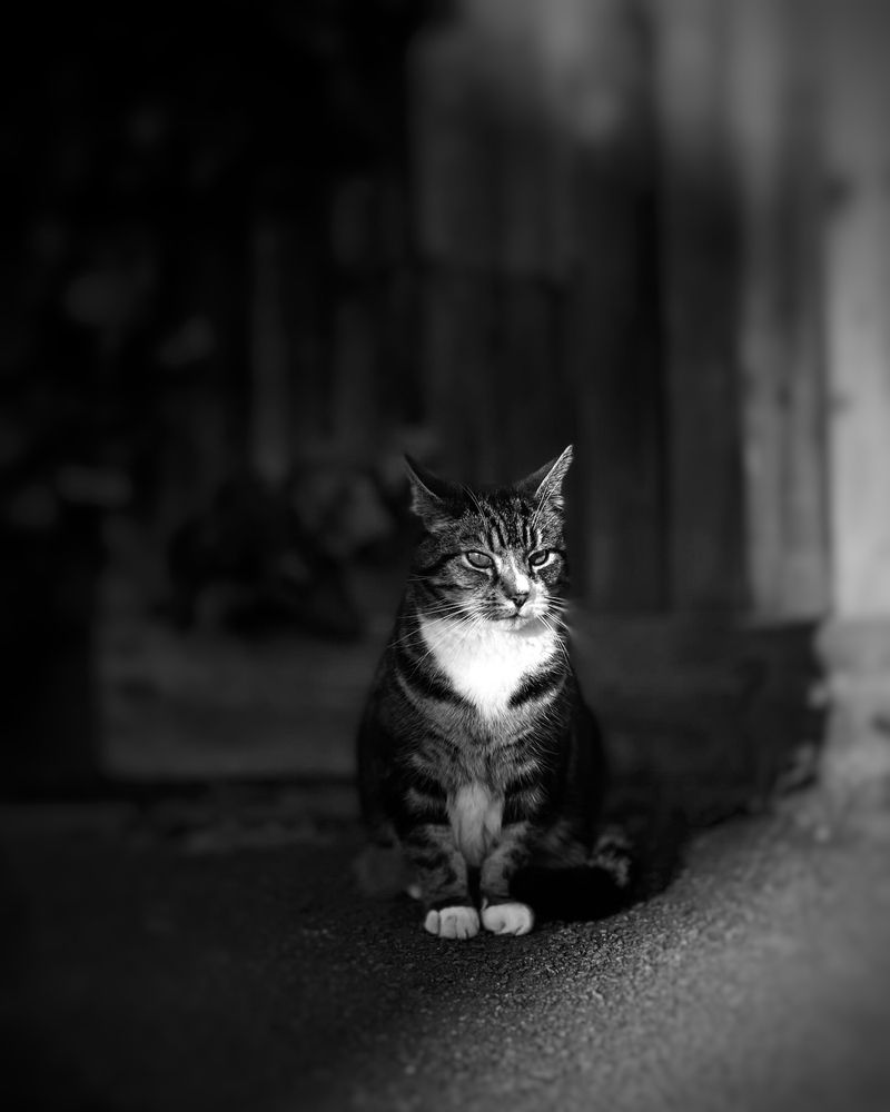 Photograph by  Syed Mortuza Hussain