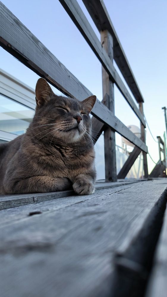 Фотография автора Ольга Попова