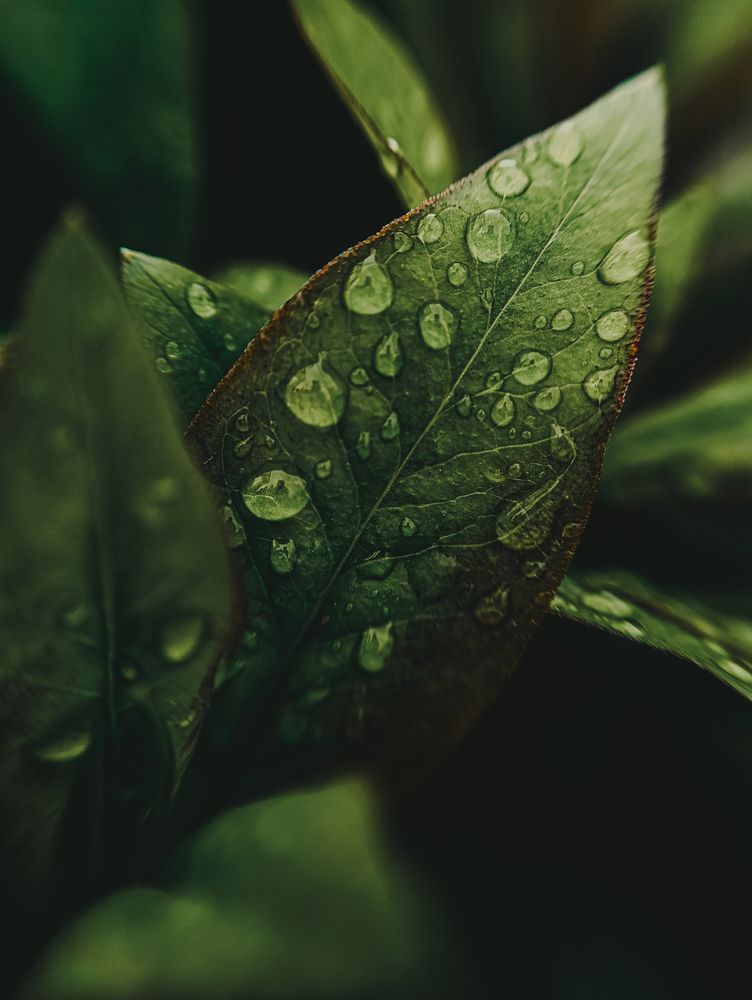 Фотография автора Светлана Таркан