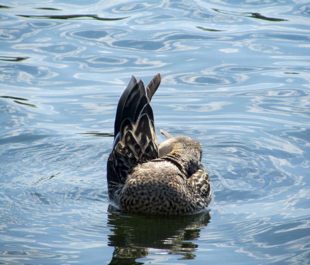 Фотография автора Анастасия Горбачева