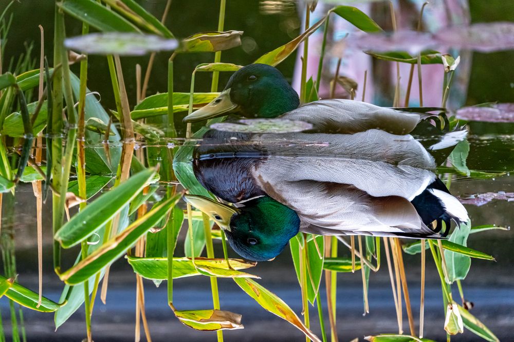 Photograph by Андрей Соколов