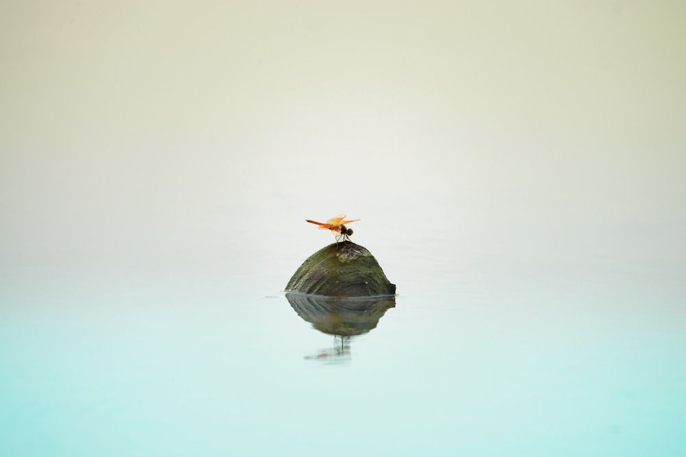 Photograph by Bùi Nguyễn