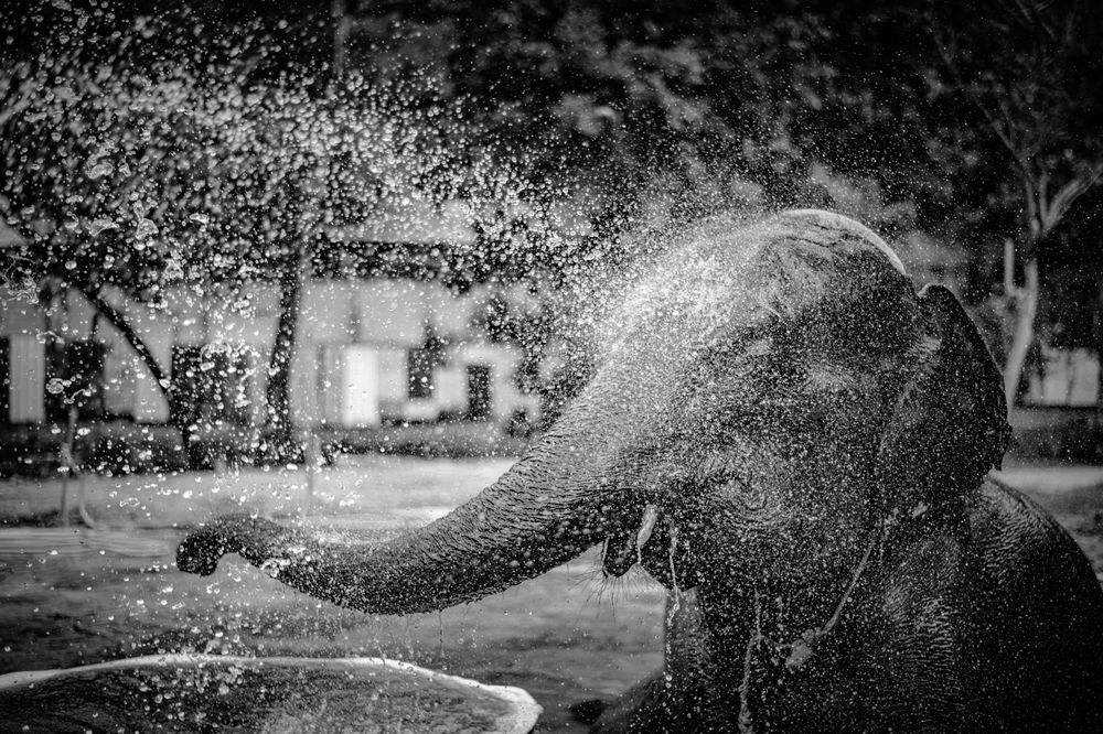 The art of refreshment