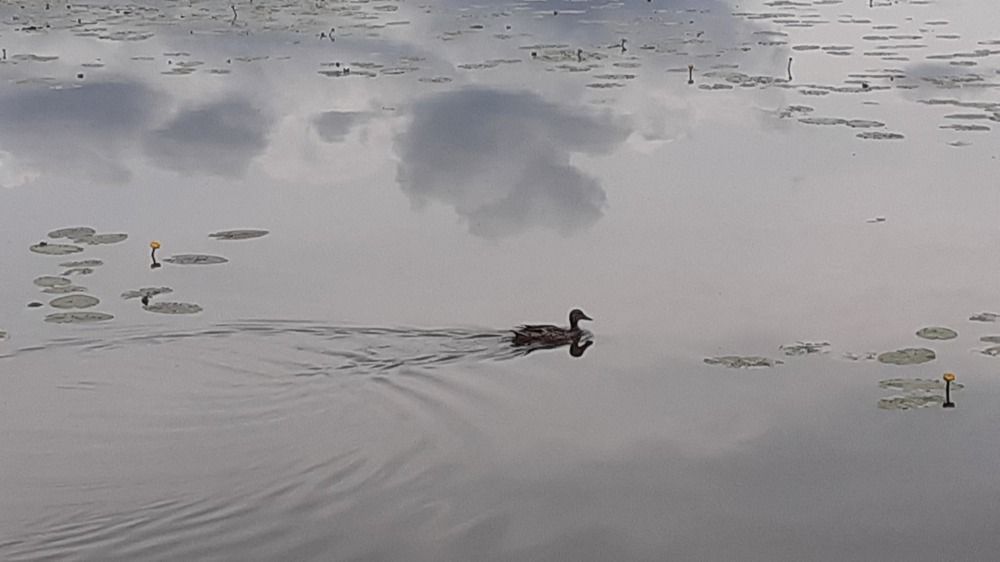 Фотография автора Елена Лещева