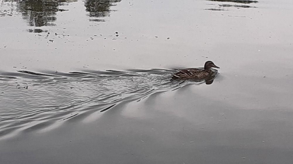 Фотография автора Елена Лещева