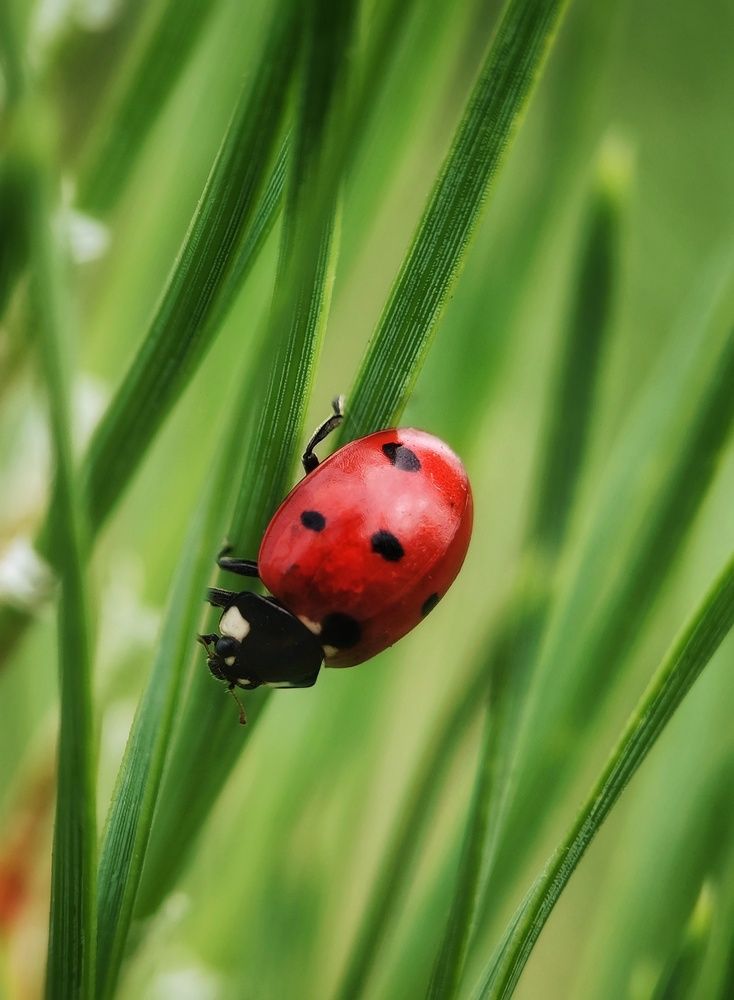 Божья коровка
