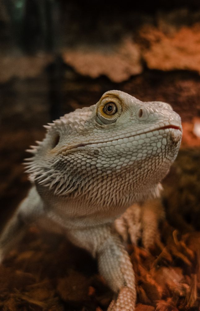 Фотография автора Евгения Бородина