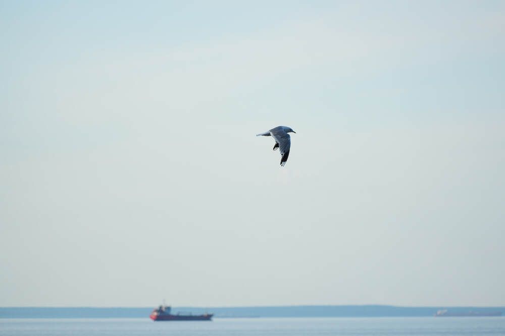 Photograph by Dana Korolkova