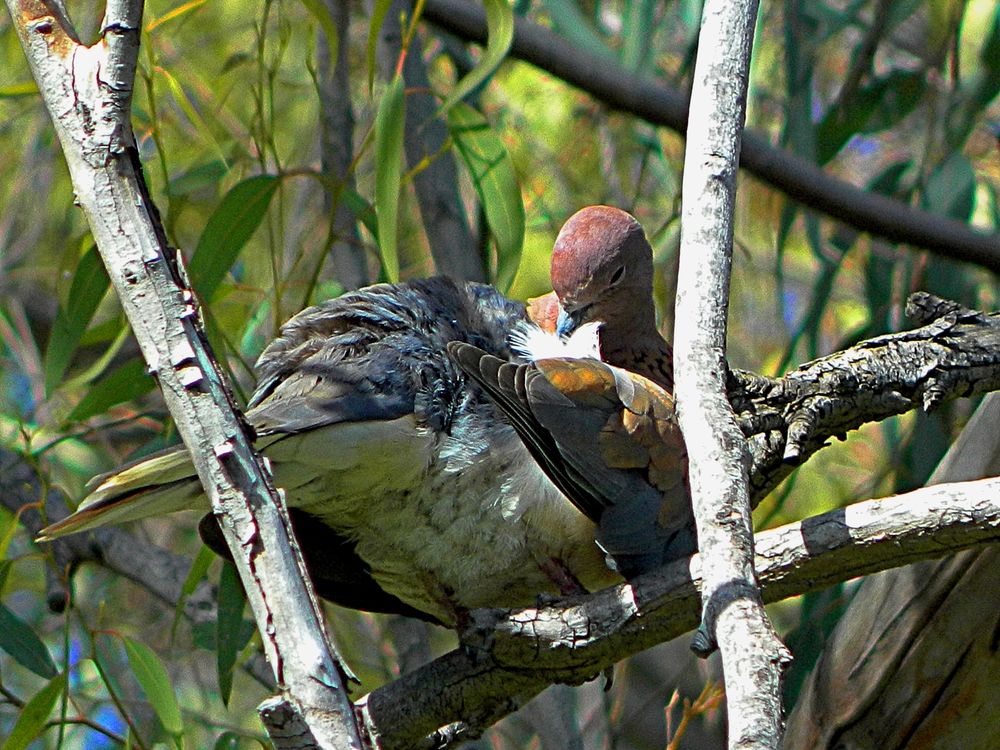 Фотография автора Сергей Рапопорт