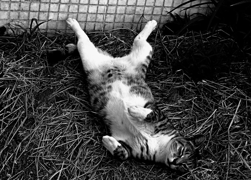 Фотография автора Сергей Рапопорт