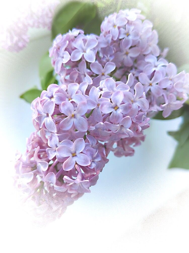 Photograph by Анна Андреевна