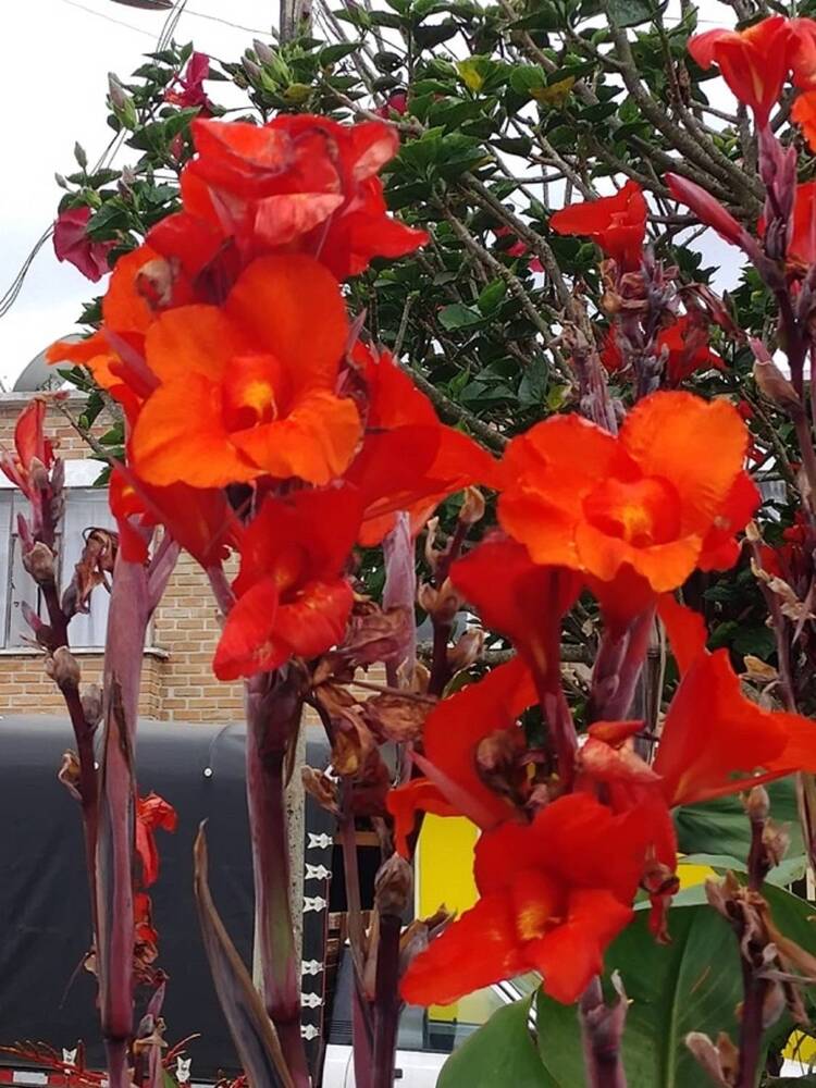 Фотография автора Hector Euclides Cabrera Palacios