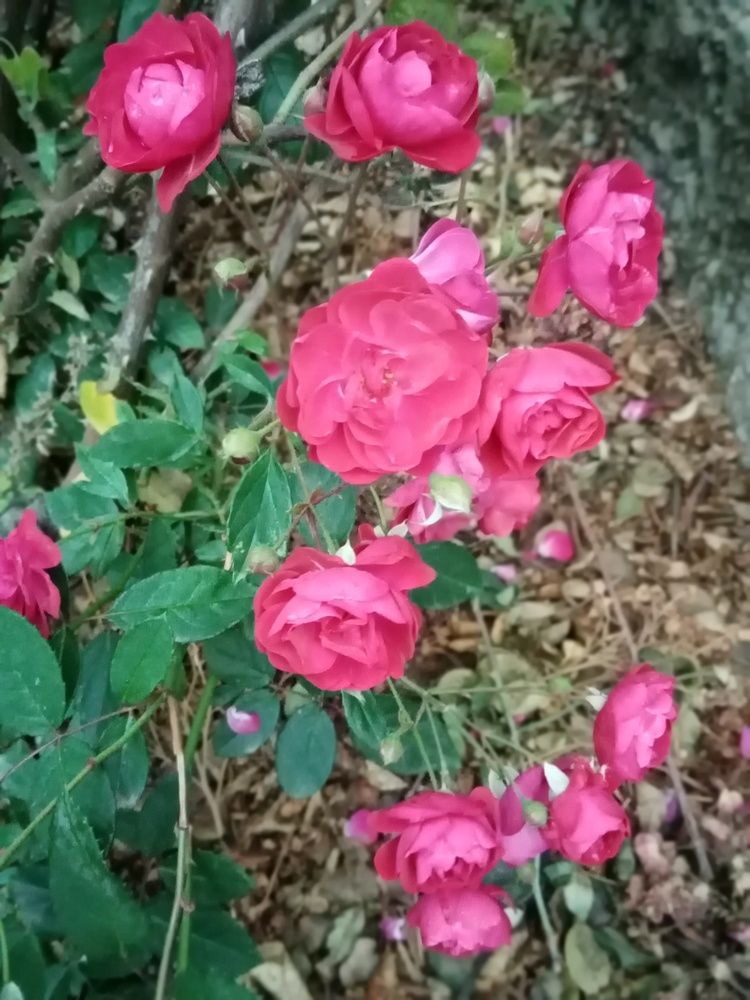 Photograph by Светлана Зубанова