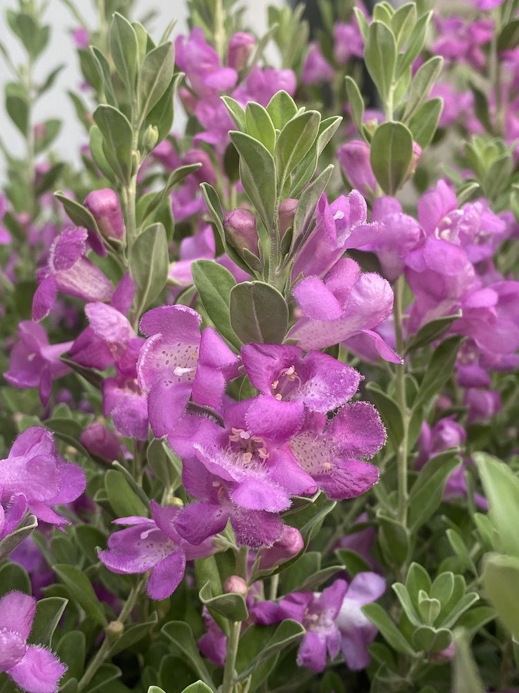 Photograph by Prasad babu Geddam