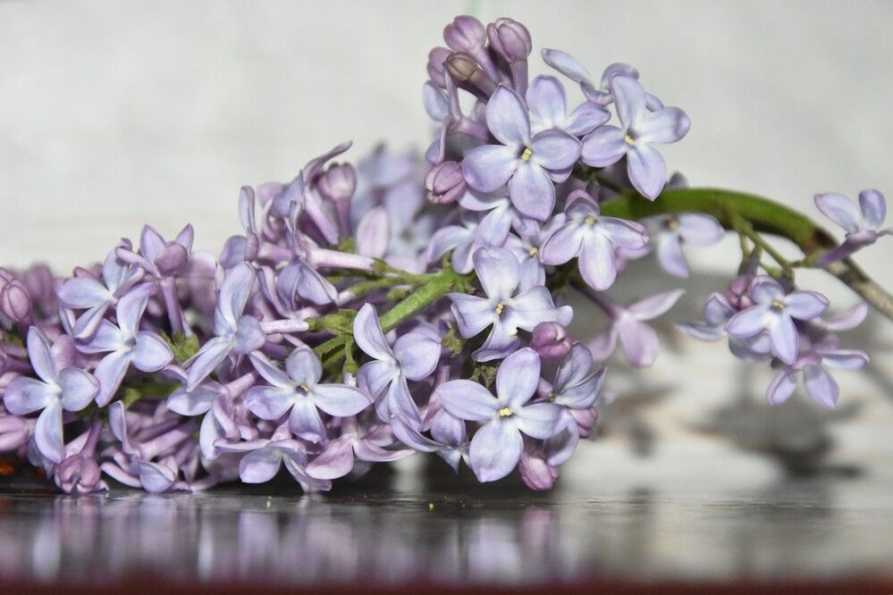 Фотография автора Юлия Ю.