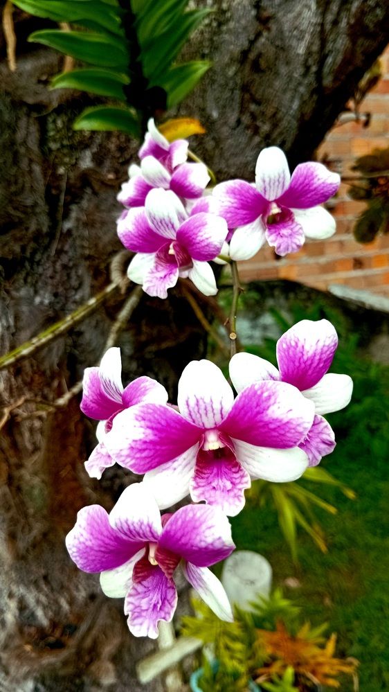 Фотография автора Jorge Lima